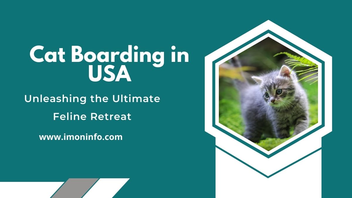 Cat Boarding in USA
