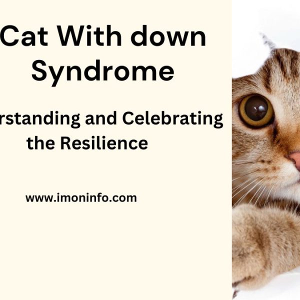 Cat With down Syndrome