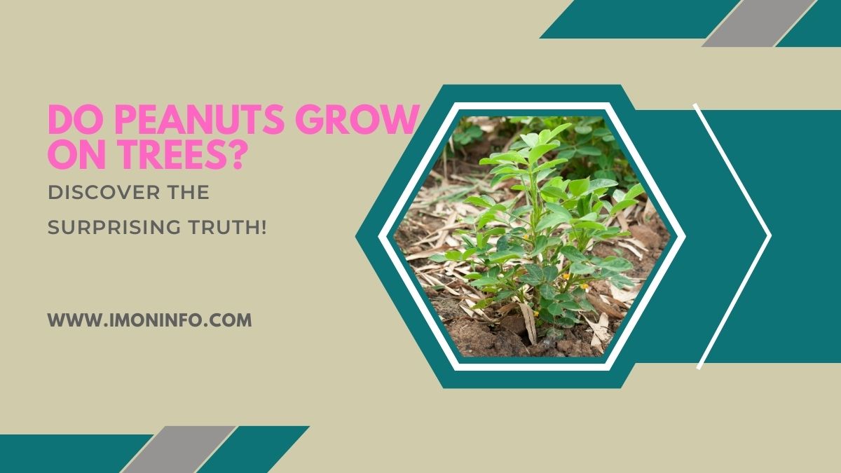 Do Peanuts Grow on Trees ? Discover the Surprising Truth!