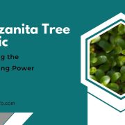 Manzanita Tree Magic